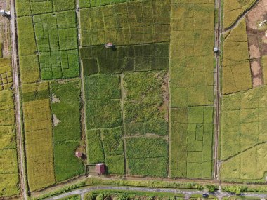 Kuching, Sarawak / Malezya - 11 Şubat 2020: Çiftçilerin çalıştığı bir çeltik tarlasının yukarıdan aşağı havadan görünüşü. Skuduk Köyü, Sarawak, Malezya. Bir çeltik tarlası, kulübeler, ağaçlar ve çiftçilerin genel manzarası..