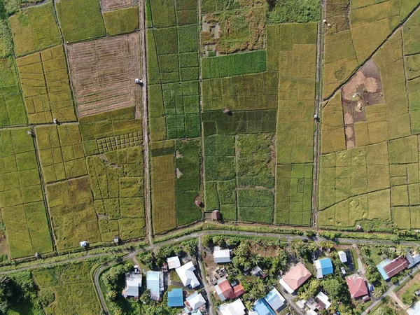 Kuching Sarawak Malaysia February 2020 Top Aerial View Paddy Field — Stock Photo, Image