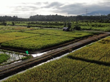 Kuching, Sarawak / Malezya - 11 Şubat 2020: Çiftçilerin çalıştığı bir çeltik tarlasının yukarıdan aşağı havadan görünüşü. Skuduk Köyü, Sarawak, Malezya. Bir çeltik tarlası, kulübeler, ağaçlar ve çiftçilerin genel manzarası..