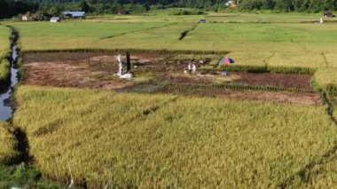 Kuching, Sarawak / Malezya - 11 Şubat 2020: Çiftçilerin çalıştığı bir çeltik tarlasının yukarıdan aşağı havadan görünüşü. Skuduk Köyü, Sarawak, Malezya. Bir çeltik tarlası, kulübeler, ağaçlar ve çiftçilerin genel manzarası..