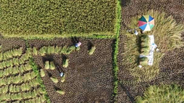 Kuching Sarawak Malaysia February 2020 Top Aerial View Paddy Field — Stock Video