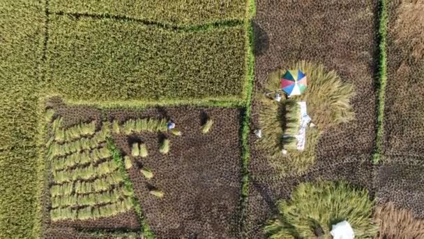 Kuching, Sarawak / Malaisie - 11 février 2020 : Vue aérienne de haut en bas d'une rizière avec des agriculteurs au travail. Situé dans le village de Skuduk, Sarawak, Malaisie.Paysage général d'une rizière, cabanes, arbres et agriculteurs .