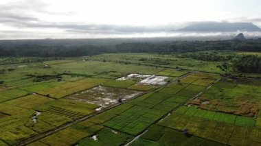 Kuching, Sarawak / Malezya - 11 Şubat 2020: Çiftçilerin çalıştığı bir çeltik tarlasının yukarıdan aşağı havadan görünüşü. Skuduk Köyü, Sarawak, Malezya. Bir çeltik tarlası, kulübeler, ağaçlar ve çiftçilerin genel manzarası..