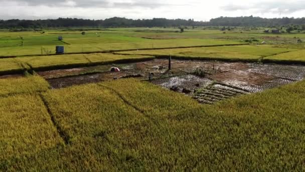 2012 Sarawak Malaysia February 2020 Top Air View Paddy Field — 비디오