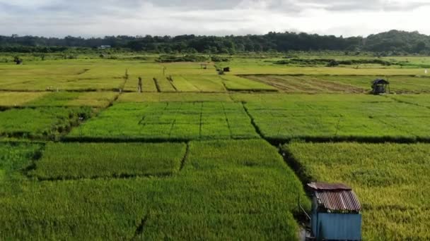 Kuching Sarawak Malaysia Лютого 2020 Поверхня Знизу Вигляд Поля Фермерами — стокове відео