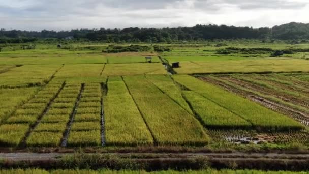 Kuching Sarawak Malaysia February 2020 Top Aerial View Addy Field — 图库视频影像