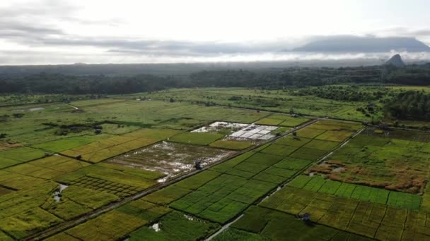 Kuching Sarawak Malaysia Februar 2020 Luftaufnahme Eines Reisfeldes Mit Bauern — Stockvideo