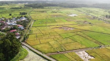 Kuching, Sarawak / Malezya - 11 Şubat 2020: Çiftçilerin çalıştığı bir çeltik tarlasının yukarıdan aşağı havadan görünüşü. Skuduk Köyü, Sarawak, Malezya. Bir çeltik tarlası, kulübeler, ağaçlar ve çiftçilerin genel manzarası..