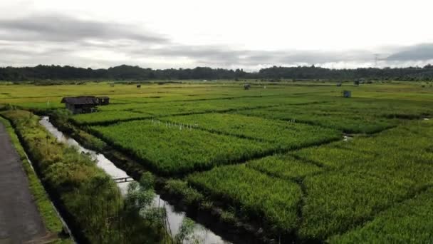 クチン サラワク マレーシア 2020年2月11日 作業中の農民と水田の空中ビューのトップダウン マレーシアのサラワク州スクドゥク村に位置し 農家の一般的な風景 — ストック動画