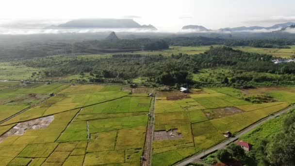 Kuching Sarawak Malaysia February 2020 Top Aerial View Paddy Field — Stock Video