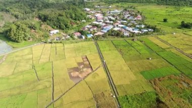 Kuching, Sarawak / Malezya - 11 Şubat 2020: Çiftçilerin çalıştığı bir çeltik tarlasının yukarıdan aşağı havadan görünüşü. Skuduk Köyü, Sarawak, Malezya. Bir çeltik tarlası, kulübeler, ağaçlar ve çiftçilerin genel manzarası..