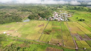 Kuching, Sarawak / Malezya - 11 Şubat 2020: Çiftçilerin çalıştığı bir çeltik tarlasının yukarıdan aşağı havadan görünüşü. Skuduk Köyü, Sarawak, Malezya. Bir çeltik tarlası, kulübeler, ağaçlar ve çiftçilerin genel manzarası..