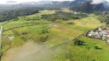 Kuching, Sarawak / Malezya - 11 Şubat 2020: Çiftçilerin çalıştığı bir çeltik tarlasının yukarıdan aşağı havadan görünüşü. Skuduk Köyü, Sarawak, Malezya. Bir çeltik tarlası, kulübeler, ağaçlar ve çiftçilerin genel manzarası..