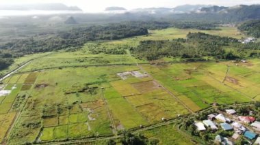 Kuching, Sarawak / Malezya - 11 Şubat 2020: Çiftçilerin çalıştığı bir çeltik tarlasının yukarıdan aşağı havadan görünüşü. Skuduk Köyü, Sarawak, Malezya. Bir çeltik tarlası, kulübeler, ağaçlar ve çiftçilerin genel manzarası..