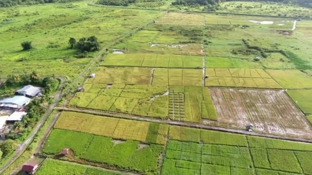 Kuching, Sarawak / Malaisie - 11 février 2020 : Vue aérienne de haut en bas d'une rizière avec des agriculteurs au travail. Situé dans le village de Skuduk, Sarawak, Malaisie.Paysage général d'une rizière, cabanes, arbres et agriculteurs .