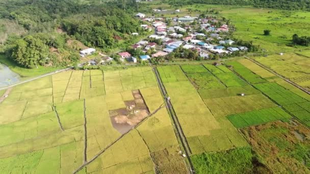 Kuching Sarawak Malaysia February 2020 Top Aerial View Paddy Field — Stock Video