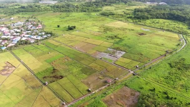 Kuching Sarawak Malaysia February 2020 Top Aerial View Paddy Field — Stock Video