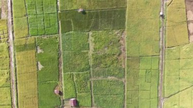 Kuching, Sarawak / Malezya - 11 Şubat 2020: Çiftçilerin çalıştığı bir çeltik tarlasının yukarıdan aşağı havadan görünüşü. Skuduk Köyü, Sarawak, Malezya. Bir çeltik tarlası, kulübeler, ağaçlar ve çiftçilerin genel manzarası..