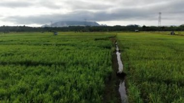 Kuching, Sarawak / Malezya - 11 Şubat 2020: Çiftçilerin çalıştığı bir çeltik tarlasının yukarıdan aşağı havadan görünüşü. Skuduk Köyü, Sarawak, Malezya. Bir çeltik tarlası, kulübeler, ağaçlar ve çiftçilerin genel manzarası..