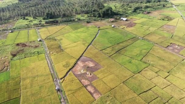 Kuching, Sarawak / Malaisie - 11 février 2020 : Vue aérienne de haut en bas d'une rizière avec des agriculteurs au travail. Situé dans le village de Skuduk, Sarawak, Malaisie.Paysage général d'une rizière, cabanes, arbres et agriculteurs .