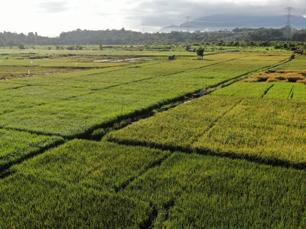 Kuching Sarawak Malezya Şubat 2020 Çiftçilerin Çalıştığı Bir Çeltik Tarlasının — Stok fotoğraf