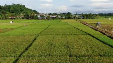 Kuching, Sarawak / Malezya - 11 Şubat 2020: Çiftçilerin çalıştığı bir çeltik tarlasının yukarıdan aşağı havadan görünüşü. Skuduk Köyü, Sarawak, Malezya. Bir çeltik tarlası, kulübeler, ağaçlar ve çiftçilerin genel manzarası..