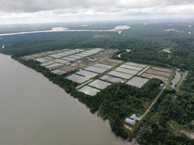 Kuching, Sarawak / Malezya - 15 Mart 2020: Malezya 'da bir balıkçılık ve karides çiftliğinin havadan görünüşü