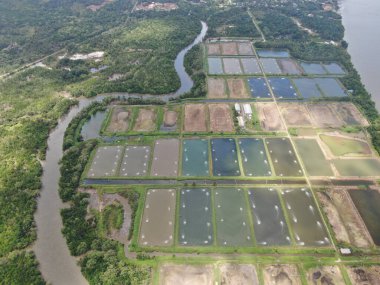 Kuching, Sarawak / Malezya - 15 Mart 2020: Malezya 'da bir balıkçılık ve karides çiftliğinin havadan görünüşü