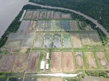 Kuching, Sarawak / Malezya - 15 Mart 2020: Malezya 'da bir balıkçılık ve karides çiftliğinin havadan görünüşü