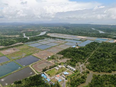 Kuching, Sarawak / Malezya - 15 Mart 2020: Malezya 'da bir balıkçılık ve karides çiftliğinin havadan görünüşü