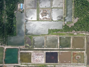 Kuching, Sarawak / Malezya - 15 Mart 2020: Malezya 'da bir balıkçılık ve karides çiftliğinin havadan görünüşü