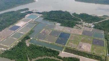 Malezya 'da bir balıkçılık ve karides çiftliğinin havadan görünüşü