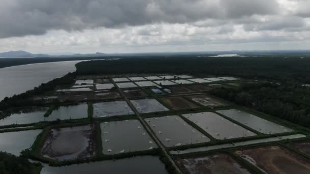 Kuching Sarawak Malaysia März 2020 Luftaufnahme Einer Fisch Und Garnelenfarm — Stockvideo