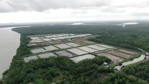 Kuching Sarawak Malasia Marzo 2020 Vista Aérea Una Granja Pesca — Vídeos de Stock