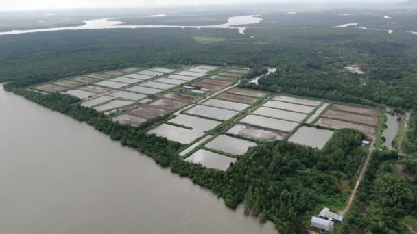 Kuching Sarawak Malaysia März 2020 Luftaufnahme Einer Fisch Und Garnelenfarm — Stockvideo