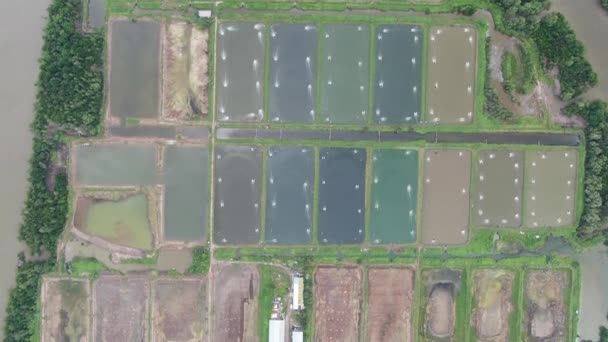 Kuching Sarawak Malaysia March 2020 Aerial View Fisheries Prawn Farm — 图库视频影像