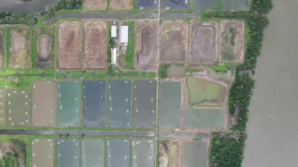 Вид Воздуха Рыбное Хозяйство Ферму Креветок Малайзии — стоковое видео