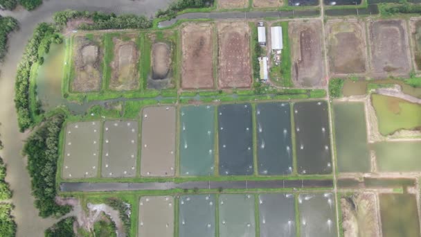 Vista Aérea Uma Exploração Pesca Camarões Malásia — Vídeo de Stock