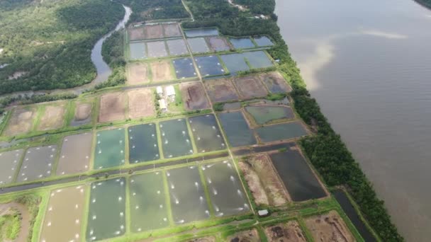 Pemandangan Udara Dari Sebuah Peternakan Ikan Dan Udang Malaysia — Stok Video