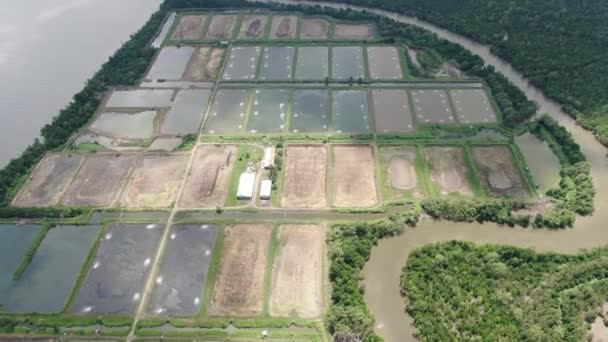 Luchtfoto Van Een Visserij Garnalenkwekerij Maleisië — Stockvideo