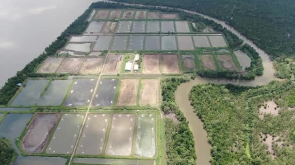 Pemandangan Udara Dari Sebuah Peternakan Ikan Dan Udang Malaysia — Stok Video