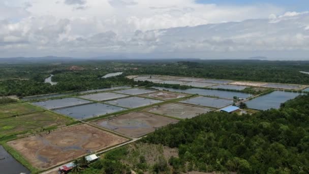 Aerial View Fishery Prawn Farm Malaysia — Stock Video