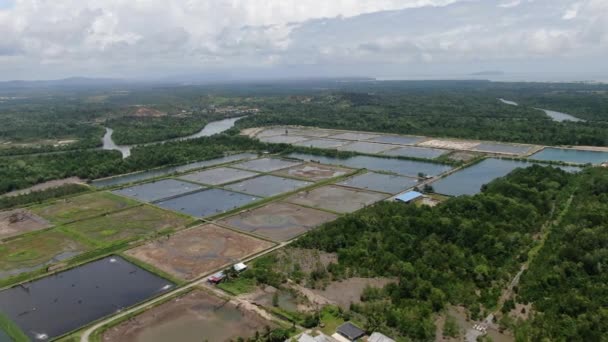 Vue Aérienne Une Ferme Pêche Crevettes Malaisie — Video