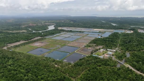 马来西亚渔业和虾养殖场的空中景观 — 图库视频影像