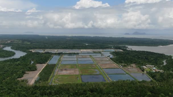 マレーシアの漁業とエビ養殖場の空中風景 — ストック動画