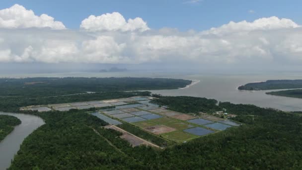 Vista Aérea Una Granja Pesca Camarones Malasia — Vídeos de Stock