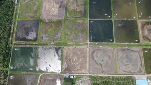 Vue Aérienne Une Ferme Pêche Crevettes Malaisie — Video