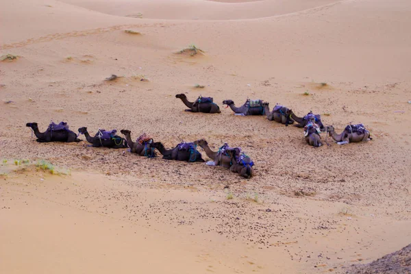 Καραβάνι Του Ντρομένταρι Αναπαύεται Στην Έρημο Σαχάρα Merzouga Μαρόκο — Φωτογραφία Αρχείου