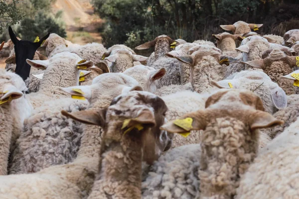 Sheeps in the field are walking arround the way.