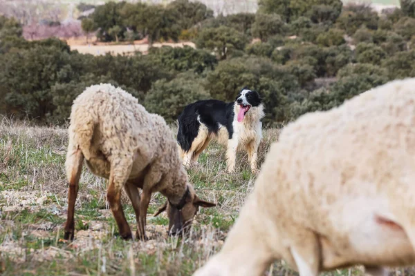 Çoban köpeği sürüye göz kulak olur.
